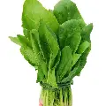 Spinach (Palak)