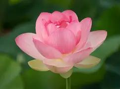 Lotus Flower