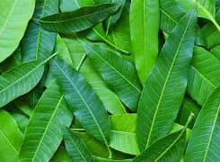 Mango Leaves