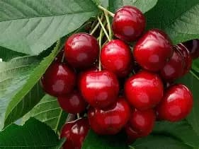 Cherry - Red