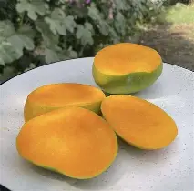 Mango - Alphonso